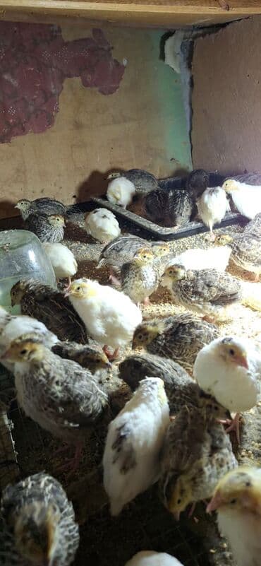 afcarka balası satışı: Bildirçin bir ədədi 1.20 — 1