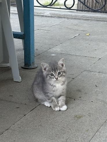 heyvan it: Tabbi, Yaxşı əllərə — 3