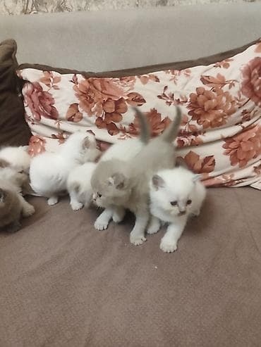 Balıqlar: Britan, Dişi — 3