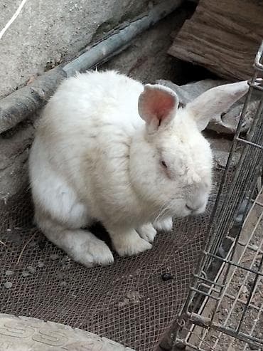 Digər heyvanlar: 🐰 Dovşanlar satılır! 🐰 Sağlam və baxımlı dovşanlar satışdadır. ❤️ — 1