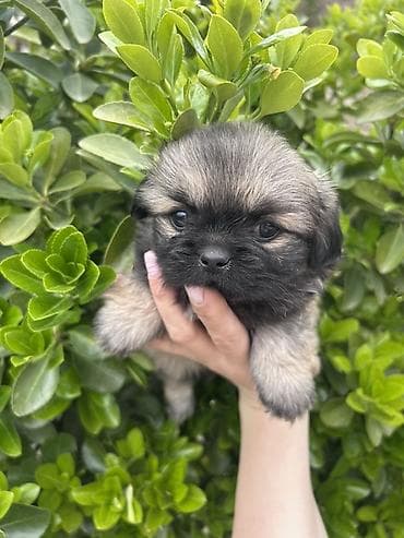 Pekines