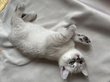 возьму породистого котенка в дар: Yeni Ailə axtarırıq🤍 Şotlan və britan qarışıqı 2 aylıq baladı Qum — 2