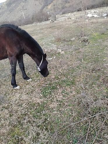 bala atlar: Erkəkdi 2yaşın tamam edib yorğadı sakit heyvandır — 4