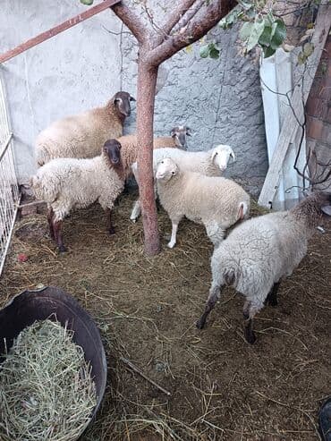 Quzu: Erkək, il: 8, Ətlik — 7