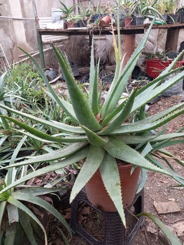 Çöl bitkiləri: Bu təsvirdəMüalicəvi aloe və Aloe vera bitkiləri təsvir edilmişdir — 10