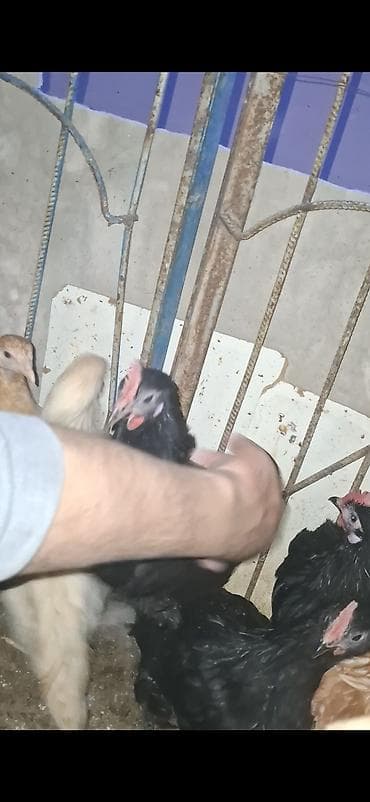 akvarium baliqlari satilir: Toyuq, Ətlik — 2