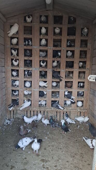 сколько стоит щенок акита ину: Her cür göyerçin var her qiymete — 3