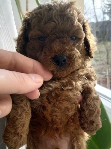 Akvariumlar: Пудель (Pudel) (Poodle) Щенки пуделя. Документы FCI.Будут привиты по — 7