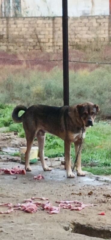 отдам в хорошие руки маленькую собачку: Qurdbasar, 2 il, Erkek, Peyvəndli, Pulsuz çatdırılma — 5