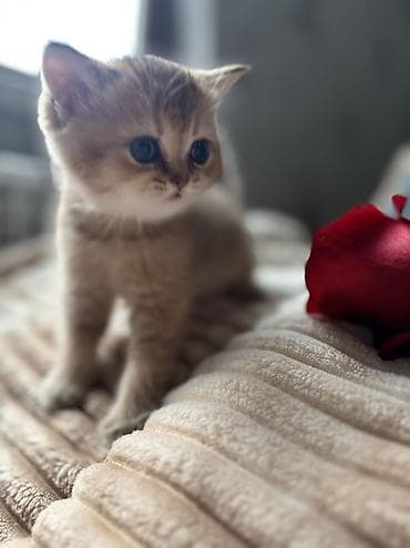 fars pişik: Şotland, Ünvandan götürmə, Pulsuz çatdırılma — 5