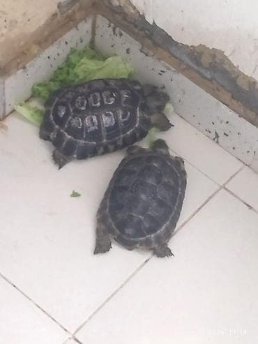 Torpaq Tısbağaları Satılır Birinin Altı Düzdü Birinin Altı Çuxurludu