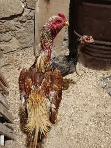 Akvariumlar: Çu şamo heyvan tüləkdi quyruğ boyunu 1 yaş 2 ayliğ civarındadı hündür — 3