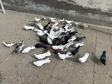 Gəmiricilər: Quwdar kom 5 manatdan satilir Xirdalandadi. Tek tek 5-10 manat — 2