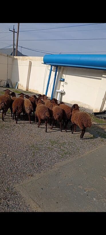 qoyunlar: Dişi, Qala, il: 1, 50 kq, Damazlıq, Ünvandan götürmə — 3