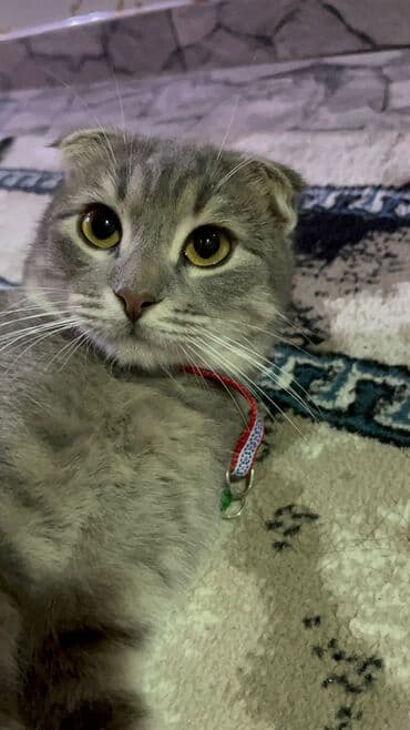 Gəmiricilər: Şotland yastı qulaq, Dişi, Cütləşmə üçün — 1