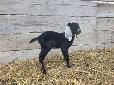 Toyuqlar: Salam, Nubian keçi balaları satılır. Bir həftə əvvəl dünyaya gəliblər — 1