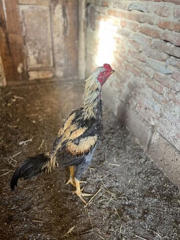 7 aylıx çolpadı təzə təzə ayılır real alan əlaqə saxlasın tayınan lalafo.az -da 7 aylıx çolpadı təzə təzə ayılır real alan əlaqə saxlasın tayınan