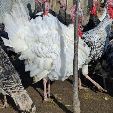 cuceye verilen adlar: Erkək, Amerika, Damazlıq, Ünvandan götürmə — 6