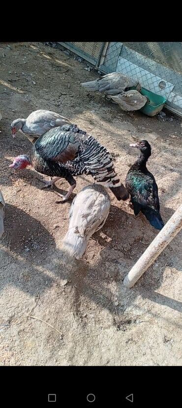 hinduşka yumurta: Satılır: hinduşka və musküs ördəkləri (indoutka) - Növlər: bir ədəd — 2