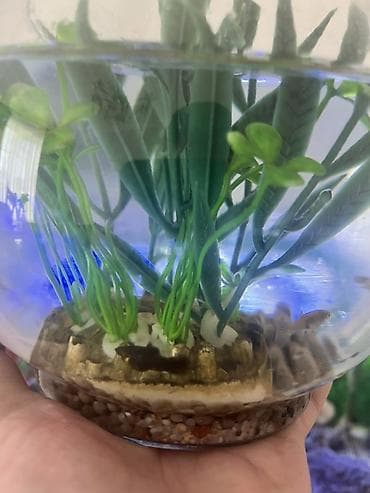 balix: Yumru akvarium, Balıqlarla birlikdə, 3 l — 4