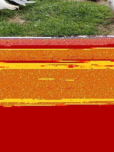 goyercin: Məhsul: Qüvvətli rəng keçidlərinə malik dekorativ göyərçinlər Təsvir — 2