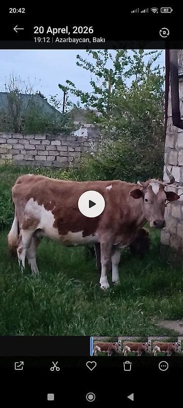 Simental tipli dişi inək - Rəng: açıq-qəhvəyi və ağ ləkəli - Sağım