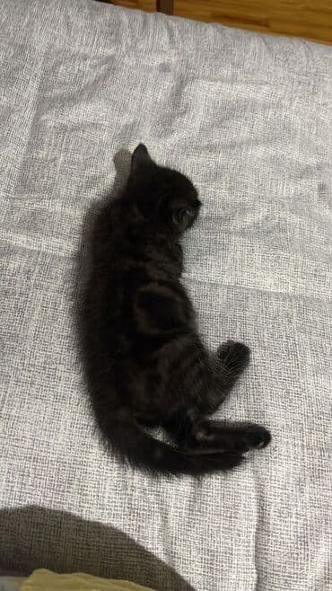 Erkək, Yaxşı əllərə