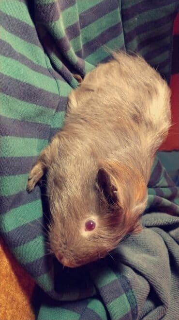 Inəklər, öküzlər: Məhsul: Dekorativ dovşancıq deyil, ev heyvanı üçün iki ədəd qvineya — 4