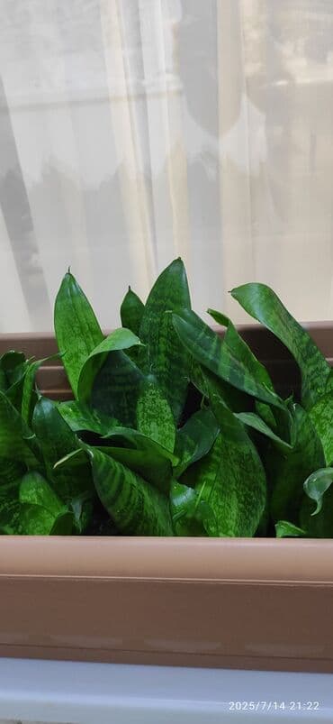 gul qurusu rengi: Külək və dəyişkənliyə davamlı sansevieriya bitkisi, həm qapalı, həm də — 2