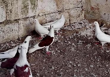 quş: Temiz Bakı enli quyruqları 20 dene heyvandi kom satılır Öz — 2