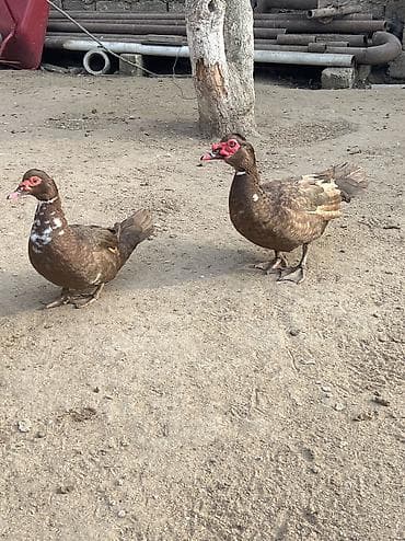 K/t heyvanları və malları: Erkək, Damazlıq — 6