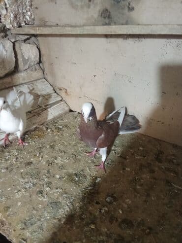 ördək yumurtası satışı: Tam sağlam heyvanlardi tutulmalardi — 3