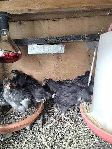 dekorativ quslar: Toyuq cücələri, Ətlik — 3