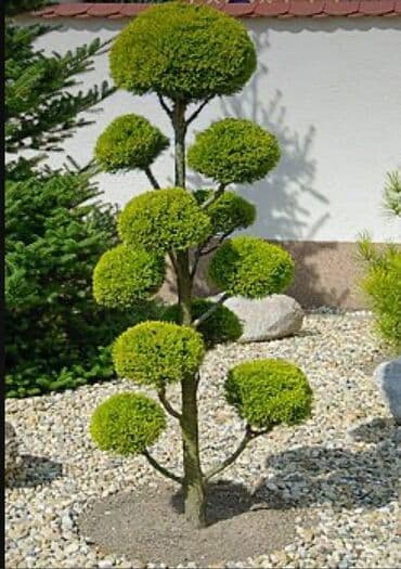 ağ dırnaq modelleri: Landşaft dizayin ummi abadliq qazon agaclar gul ciceklerlə bağlarin — 23