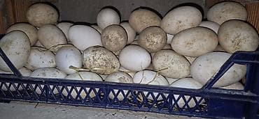 lal ordek yumurtası: Məhsul: Qaz yumurtası Təsvir: - Təbii şəraitdə bəslənən qazlardan — 1