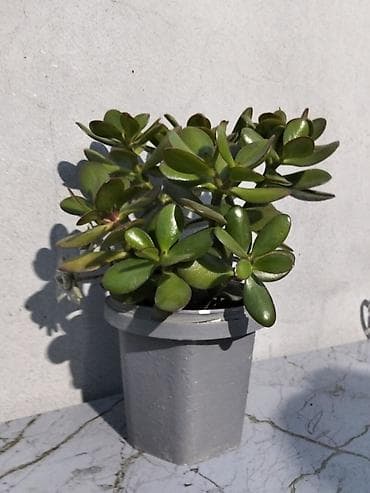 Pul gülü (Crassula ovata) – saksıda ətli yarpaqlı sukulent. -