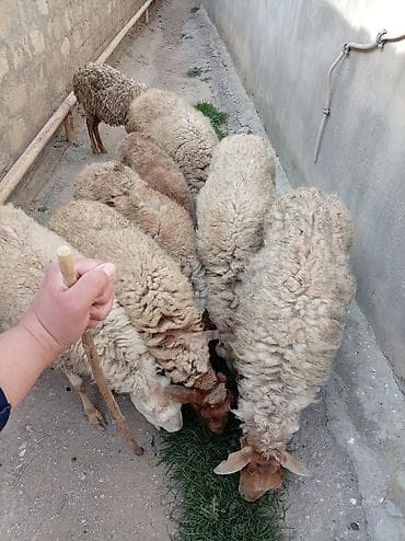 heyvanlar və balaları: Salam qoyunlar təcli satılır hamsı boğazdi 8 dənədi biri ətlik di 170 — 5