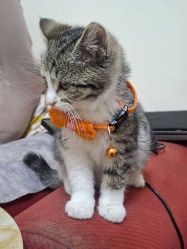 şotlant pişiyi: Erkək — 10