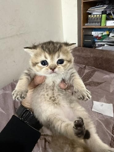 pişik sahiblendirilir: Şinşilla — 8