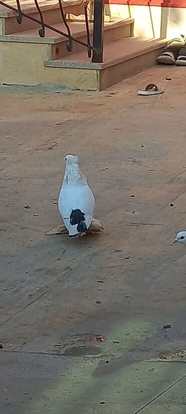 Cins göyərçin – ağ başlı, qəhvəyi-bənövşəyi bədənli, ağ quyruqlu və — 8