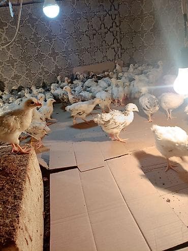 quş xana: Toyuq cücələri, Ətlik, Ünvandan götürmə — 2