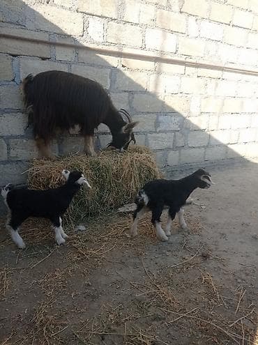 Ikinci qarına doğub ekizdi ballar disidi lalafo.az -da Ikinci qarına doğub ekizdi ballar disidi