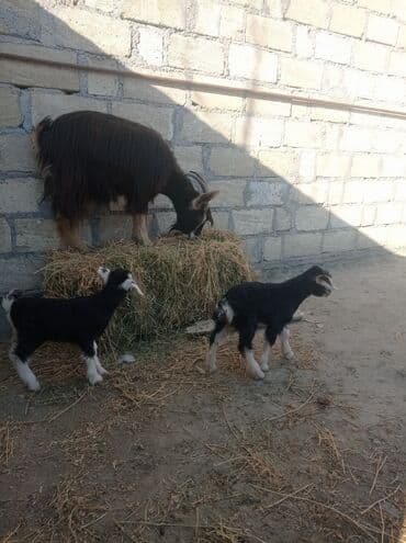 inek sagan aparat qiymeti: Ikinci qarına doğub ekizdi ballar disidi — 1