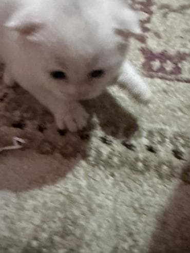 pişik cutlesdirmek: Şotland yastı qulaq, Yaxşı əllərə — 8