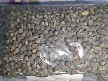 şam ağacı toxumu: İSTƏNİLƏN ÜNVANA PULSUZ ÇATDIRILMA MÖVCUDDUR.! 1kq natural bamiyə — 3