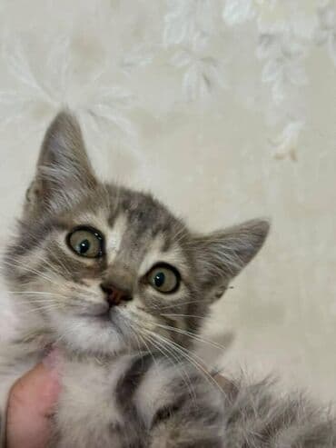 pişik paltarları: Amerikan Shorthair, Dişi, Yaxşı əllərə — 14