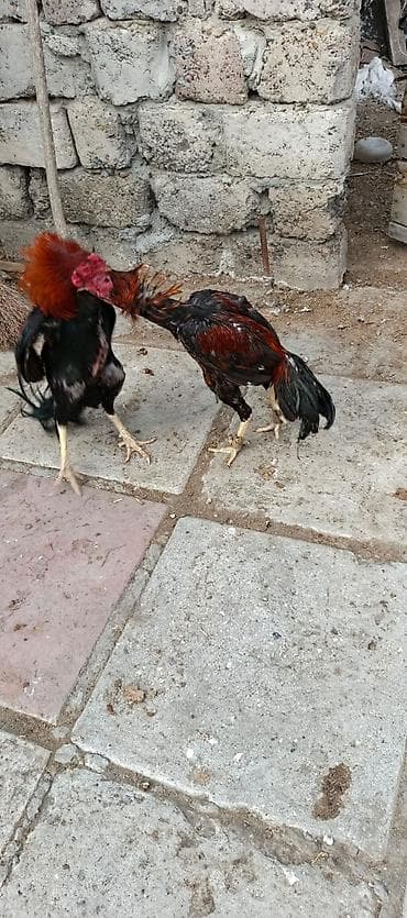 kənd xoruzu: 12 ayina kecib tam saglam aktib becedi .temiz qan temiz cins qapisine — 2