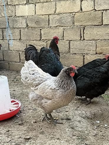 Atlar: Toyuq, Damazlıq — 2