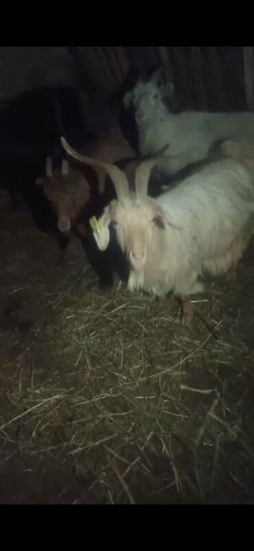 Akvariumlar: Qoyun-keçi sürüsü satılır - Növ: Keçi (erkək və dişi fərdlər görünür) — 7