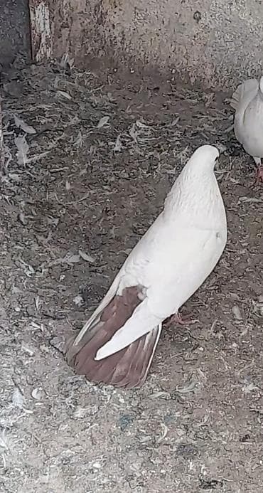 feniks quşu: Erkey — 2